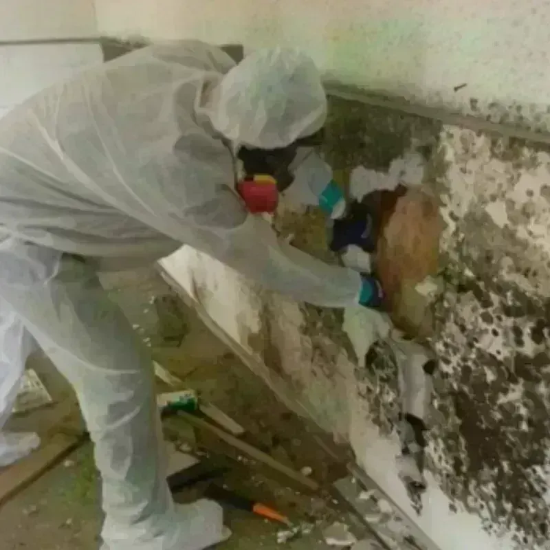 Mold Remediation and Removal in Pine Level, NC